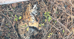 Tiger cub dies of cold, forest dept under scanner
